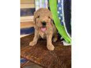 Goldendoodle Puppy for sale in Harrogate, TN, USA