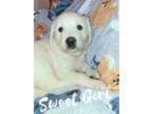 Golden Retriever Puppy for sale in Conover, NC, USA