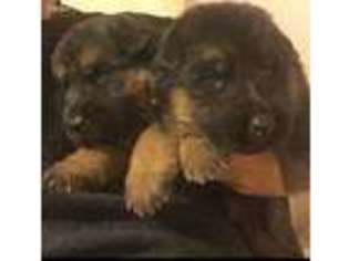 German Shepherd Dog Puppy for sale in York Springs, PA, USA
