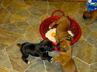 Boxer Puppy for sale in Newport News, VA, USA