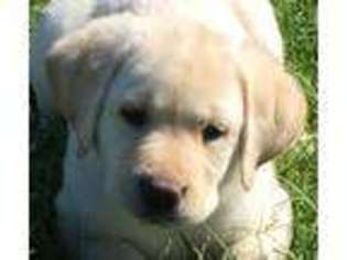Labrador Retriever Puppy for sale in Bellville, TX, USA