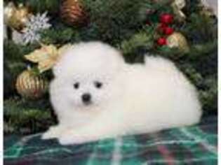 Pomeranian Puppy for sale in Sacramento, CA, USA