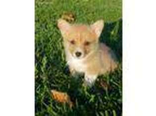 Pembroke Welsh Corgi Puppy for sale in West Point, IA, USA
