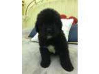 Newfoundland Puppy for sale in Clermont, FL, USA