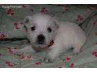 West Highland White Terrier Puppy for sale in Jeffersonville, KY, USA