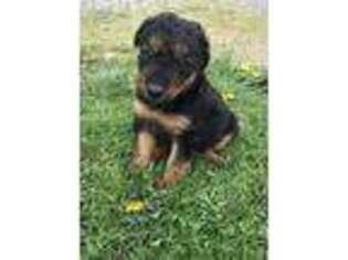 Airedale Terrier Puppy for sale in Knox, PA, USA