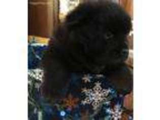Chow Chow Puppy for sale in Hallett, OK, USA