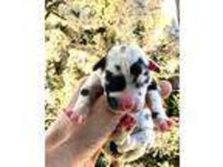 Great Dane Puppy for sale in Palm Desert, CA, USA