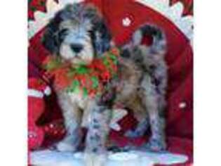 Saint Berdoodle Puppy for sale in Cantonment, FL, USA