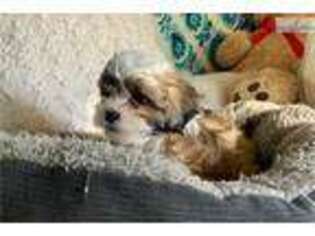 Shih-Poo Puppy for sale in Reno, NV, USA