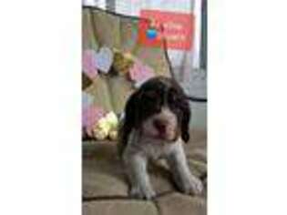 English Springer Spaniel Puppy for sale in Telford, PA, USA