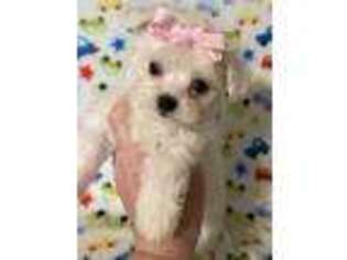 Maltese Puppy for sale in Laurel, MS, USA