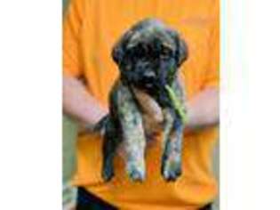 Mastiff Puppy for sale in Rochester, IN, USA
