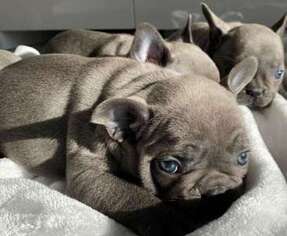 French Bulldog Puppy for sale in Nellis AFB, NV, USA
