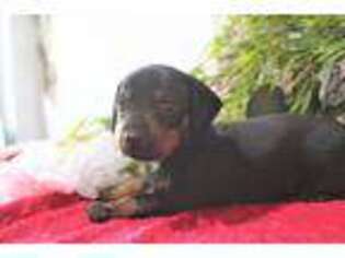 Dachshund Puppy for sale in Osage, IA, USA