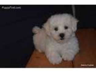 Coton de Tulear Puppy for sale in Ruckersville, VA, USA
