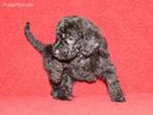 Labradoodle Puppy for sale in Paris, TX, USA