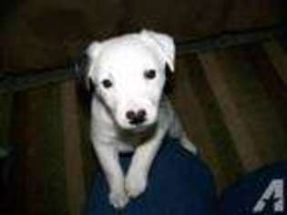Jack Russell Terrier Puppy for sale in MESA, AZ, USA