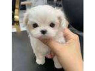 Maltese Puppy for sale in Kansas City, KS, USA