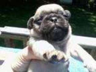 Pug Puppy for sale in WOODSTOCK, CT, USA