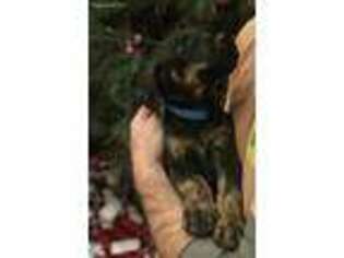 Doberman Pinscher Puppy for sale in Wolcott, IN, USA