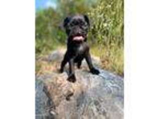Pug Puppy for sale in Meadowview, VA, USA