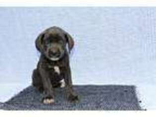 Cane Corso Puppy for sale in Pelham, GA, USA