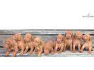 Vizsla Puppy for sale in Fayetteville, NC, USA