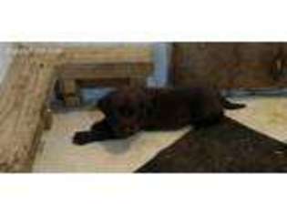 Labrador Retriever Puppy for sale in Charlotte Hall, MD, USA