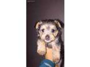Yorkshire Terrier Puppy for sale in Pacoima, CA, USA
