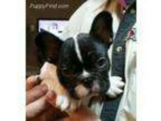 French Bulldog Puppy for sale in Hillsboro, ND, USA