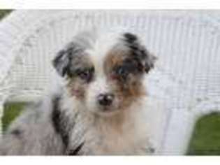 Australian Shepherd Puppy for sale in Gatlinburg, TN, USA