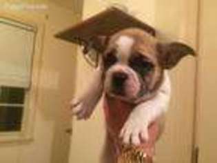 French Bulldog Puppy for sale in Houlka, MS, USA