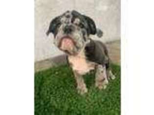 Bulldog Puppy for sale in West Covina, CA, USA