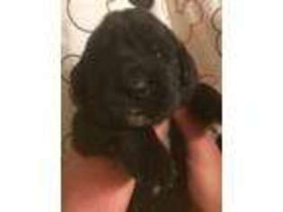 Newfoundland Puppy for sale in Harpursville, NY, USA