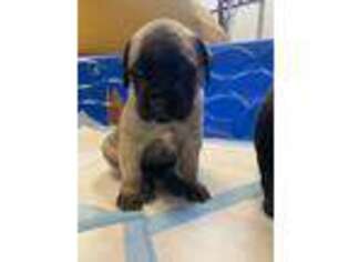 Mastiff Puppy for sale in Simi Valley, CA, USA