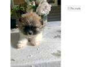 Pomeranian Puppy for sale in Springfield, MO, USA