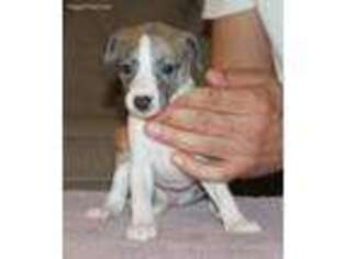 Whippet Puppy for sale in Williamsburg, VA, USA
