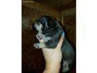 Mutt Puppy for sale in Winterville, GA, USA