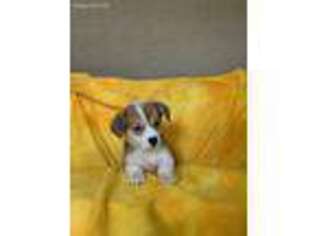 Pembroke Welsh Corgi Puppy for sale in Niles, MI, USA