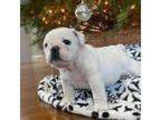Bulldog Puppy for sale in Hillside, NJ, USA