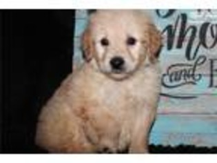 Goldendoodle Puppy for sale in Jonesboro, AR, USA