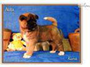 Akita Puppy for sale in Kirksville, MO, USA