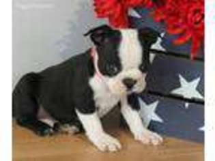 Boston Terrier Puppy for sale in Covina, CA, USA