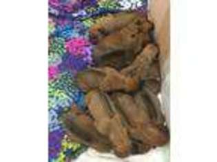 Rhodesian Ridgeback Puppy for sale in Mcalester, OK, USA