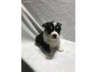 Pembroke Welsh Corgi Puppy for sale in Wirtz, VA, USA