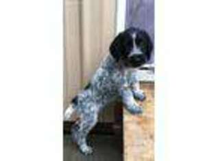 German Wirehaired Pointer Puppy for sale in South Vienna, OH, USA