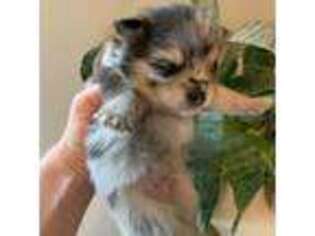 Pomeranian Puppy for sale in Waller, TX, USA