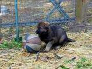 German Shepherd Dog Puppy for sale in Belton, MO, USA