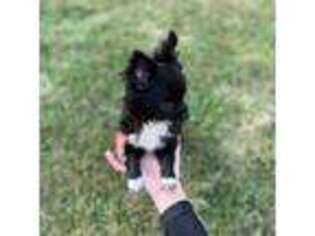Chihuahua Puppy for sale in Mchenry, IL, USA